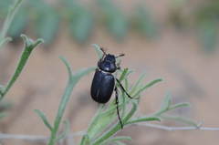 Hemictenius lebedevi