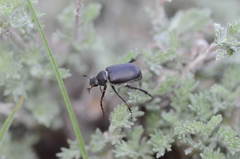 Hemictenius lebedevi