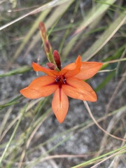 Watsonia stenosiphon