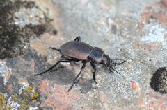 Calosoma elegans