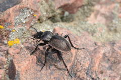 Calosoma elegans