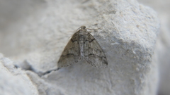Tephronia lhommaria