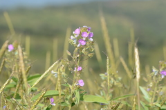 Desmodiastrum belgaumense