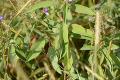 Desmodiastrum belgaumense