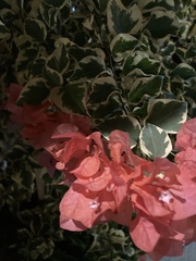 Bougainvillea