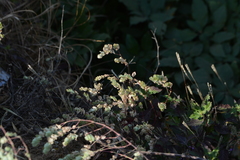 Euphorbia pycnostegia