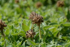 Flemingia nilgheriensis