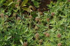 Flemingia nilgheriensis