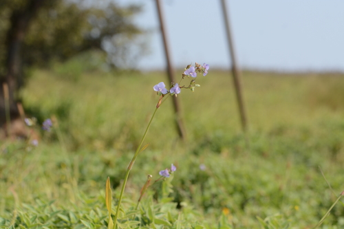 Image of Murdannia simplex by no rights reserved