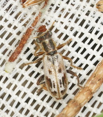 Lemidia cicatricosa