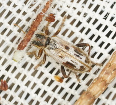 Lemidia cicatricosa