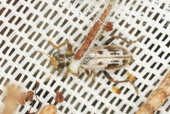 Lemidia cicatricosa