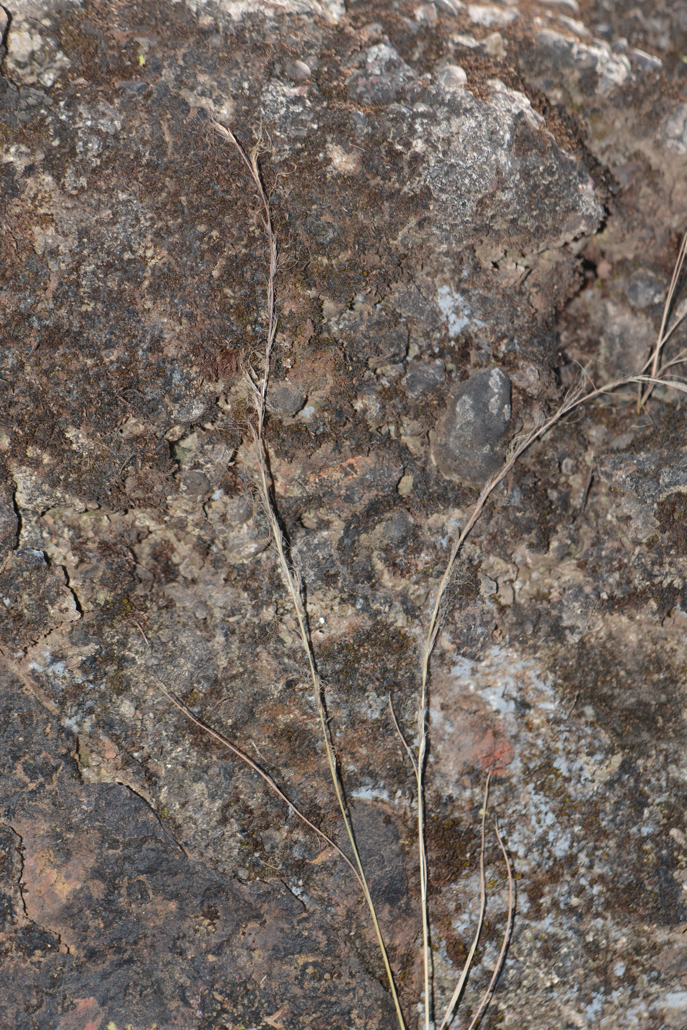 Tripogon capillatus