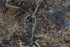 Tripogon capillatus