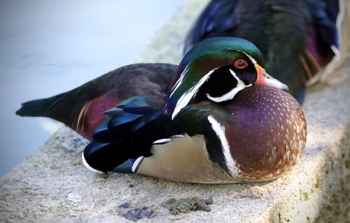 Canard carolin, mâle