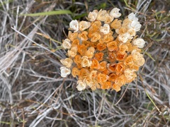 Dilatris pillansii