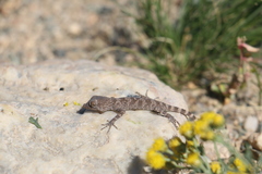 Tenuidactylus elongatus