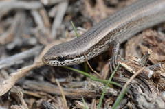 Ablepharus deserti