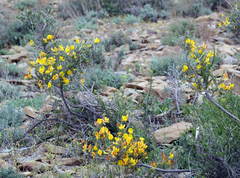 Caragana balchaschensis