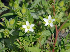 Cerastium dichotomum