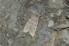 Dasypolia murina