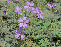 Geranium linearilobum