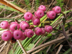Gaultheria macrostigma