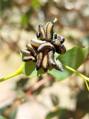 Paropsisterna m-fuscum