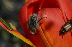 Tropinota hirta hirtiformis