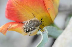 Tropinota hirta hirtiformis