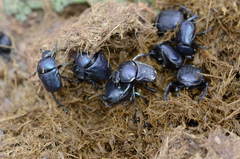 Gymnopleurus aciculatus