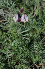 Vicia subvillosa