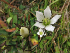 Gentianella grisebachii