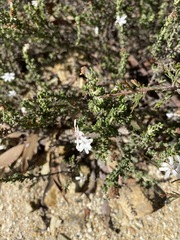 Olearia minor
