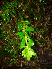 Archidasyphyllum diacanthoides