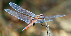 Tramea transmarina intersecta