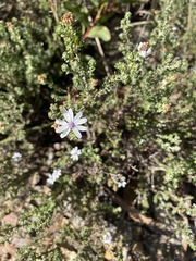 Olearia minor