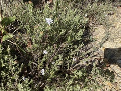 Olearia minor