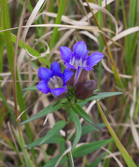 Gentiana scabra buergeri