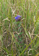 Gentiana scabra buergeri