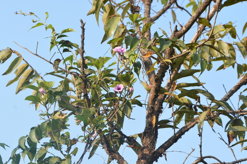 Argyreia elliptica (Argyreia elliptica)