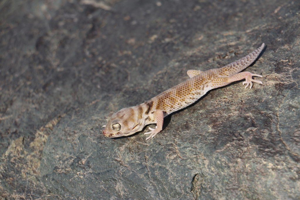 Przewalski's Wonder Gecko