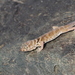 Teratoscincus przewalskii - Photo 由 Wildlife biologist 所上傳的 (c) Wildlife biologist，保留部份權利CC BY-NC