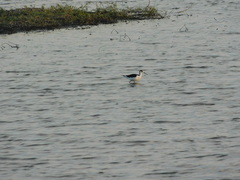 Himantopus mexicanus