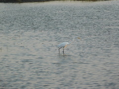 Ardea alba