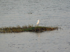 Egretta thula