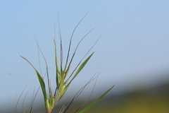 Themeda