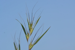 Themeda