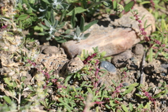 Phrynocephalus helioscopus