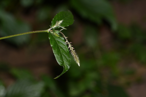 Image of Achyranthes Coynei (Achyranthes coynei) by no rights reserved